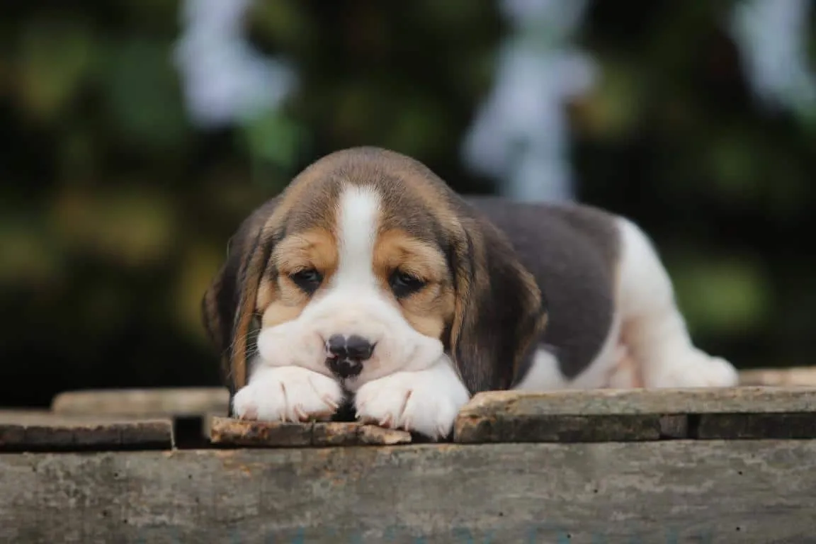 Beagle Exercise Requirements: How Much Activity Does Your Beagle Need? — Woefkesranch Luxembourg