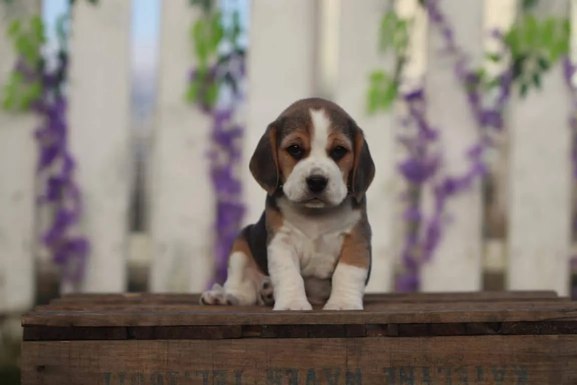 Can Beagles Swim? Water Safety Guide for Beagle Owners