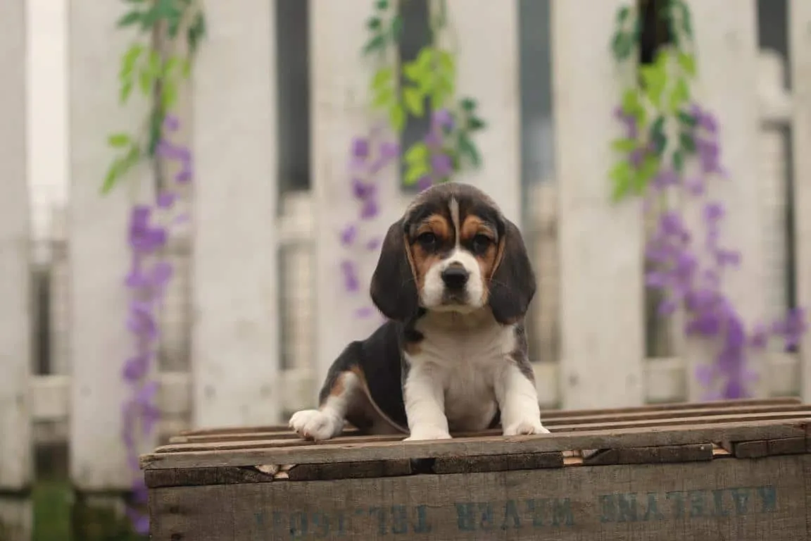 Are Beagles Good Family Dogs? Everything You Need to Know — Woefkesranch Luxembourg