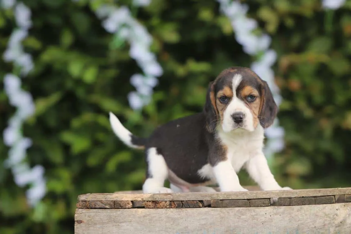 Curious Beagle puppy from Woefkesranch Luxembourg
