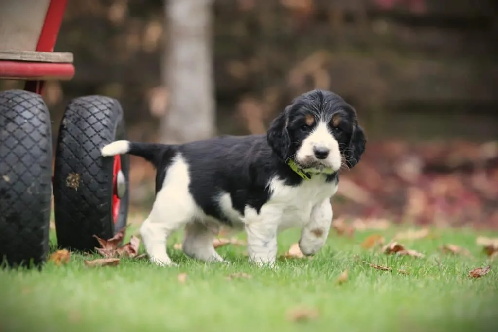 English Cocker Spaniel puppy at Woefkesranch Luxembourg - Engelse-Cocker-Spaniel-reu-8644-1