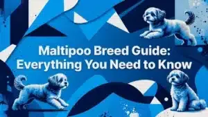 Professional header image for list-based article: Maltipoo Breed Guide: Everything You Need to Know