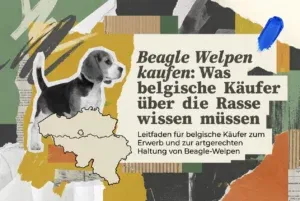 Professional header image for list-based article: Beagle Welpen kaufen: Was belgische Käufer über die Rasse...